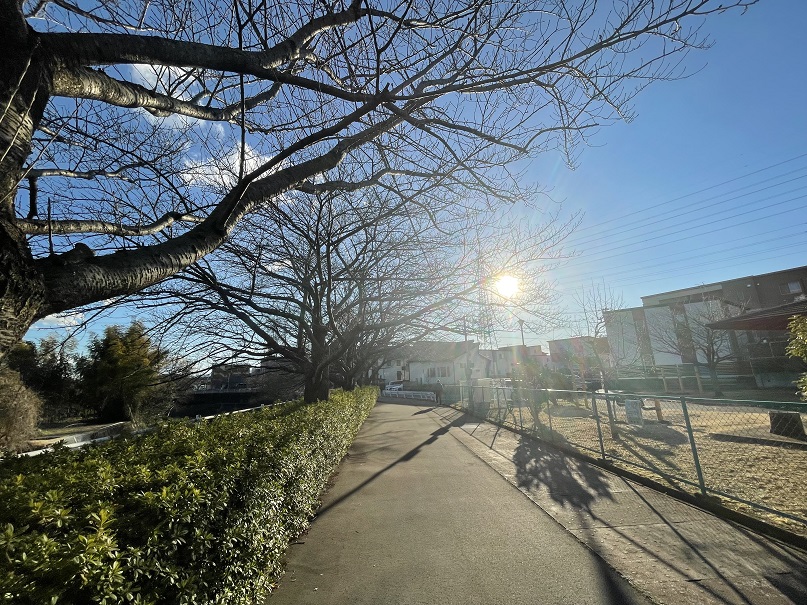 春だけじゃない！長泉町桜堤の桜並木