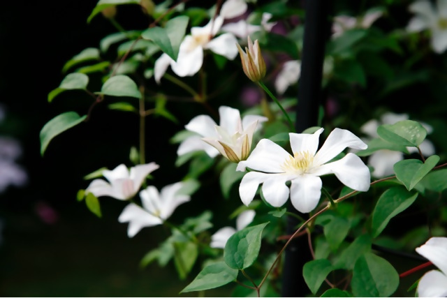 長泉町を代表する花といえば…「駿河のクレマチス」